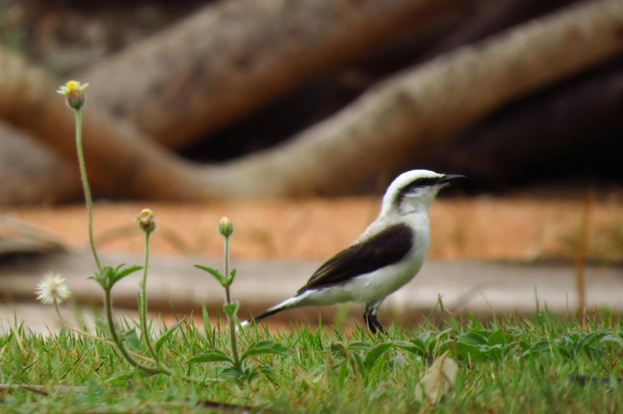 Pousada Do Serrote Jericoacoara Eksteriør billede