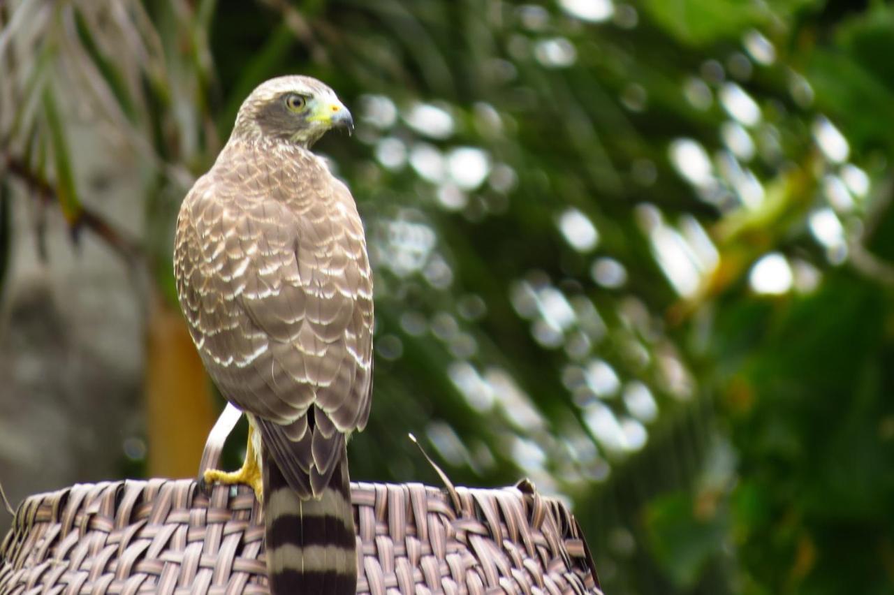 Pousada Do Serrote Jericoacoara Eksteriør billede